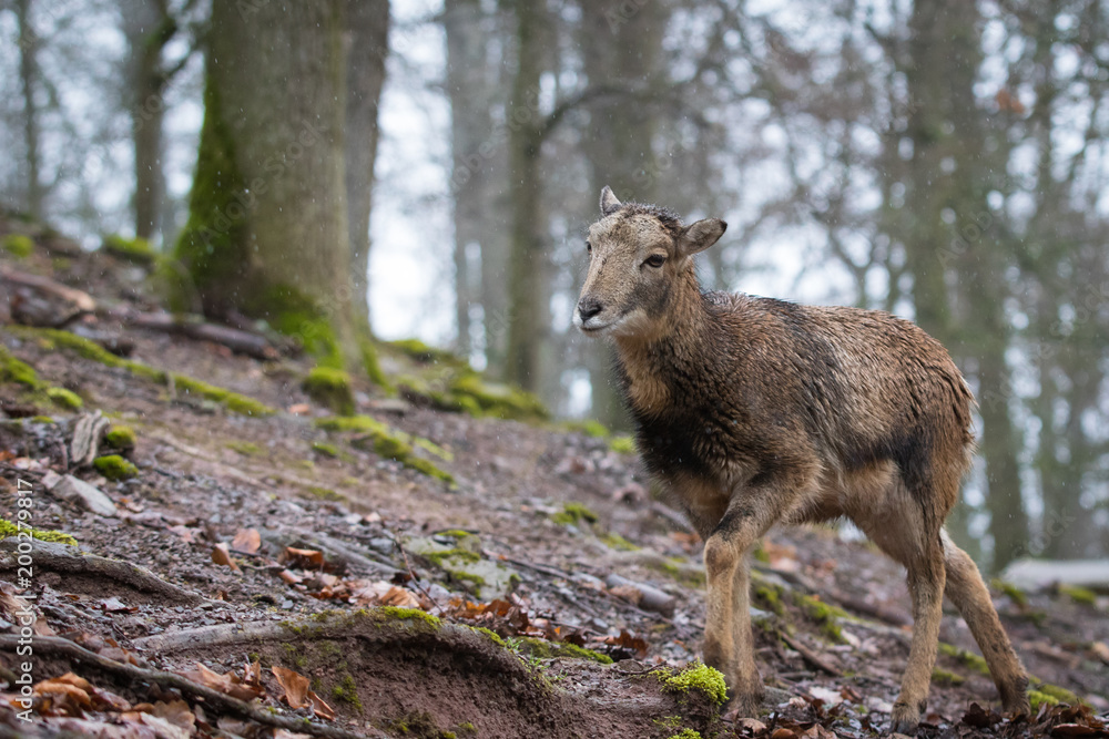 Mouflon Mouflon