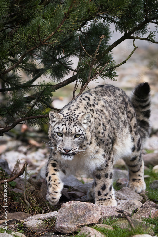 Snow leopard