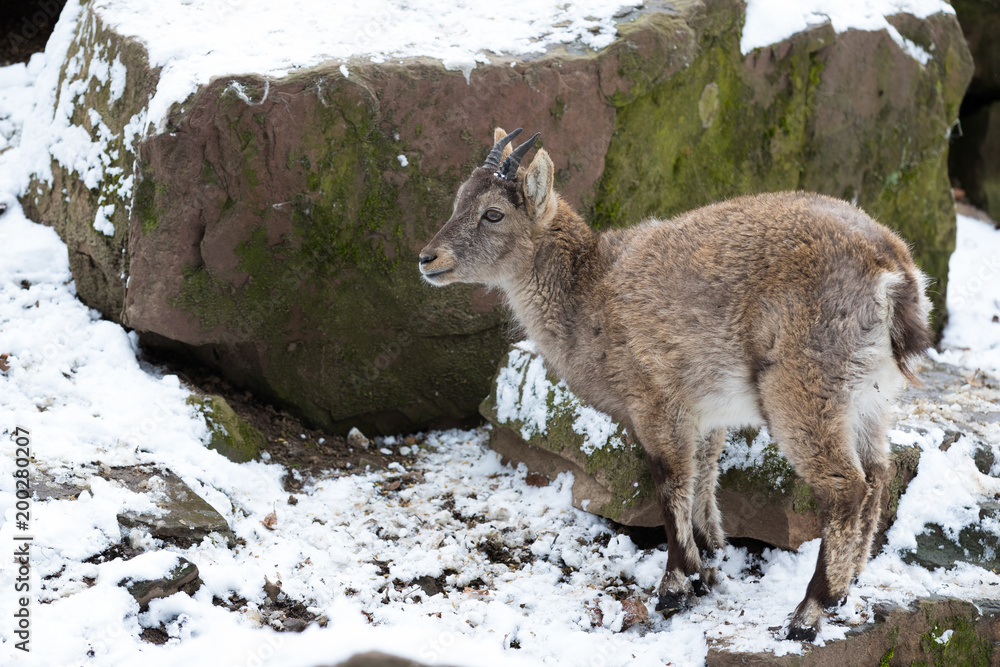 Ibex Ibex