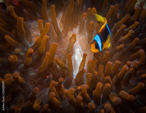 Clown Fish at Jackson reef (Red Sea) © Pedro