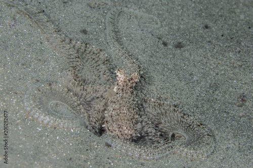 Lilliput longarm octopus (Macrotritopus defilippi) photo