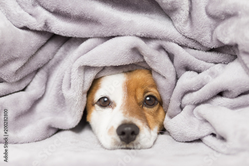 portrait of a cute young small dog looking at the camera with a grey blanket covering him. White background. cold concept