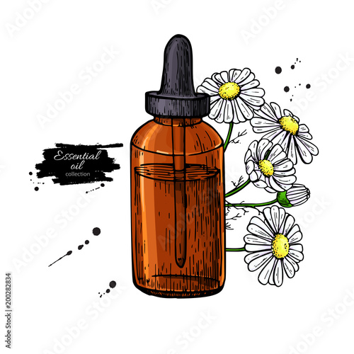 Chamomile essential oil bottle and bunch of flowers hand drawn v