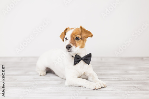 cute young small white dog wearing a black bowtie. Sitting on the floor and looking at the camera.Home and lifestyle, Pets indoors