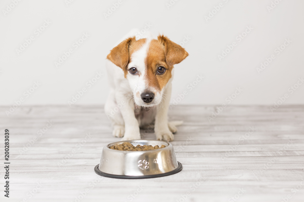 cute small dog sitting and waiting to eat his bowl of dog food. Pets indoors. Concept