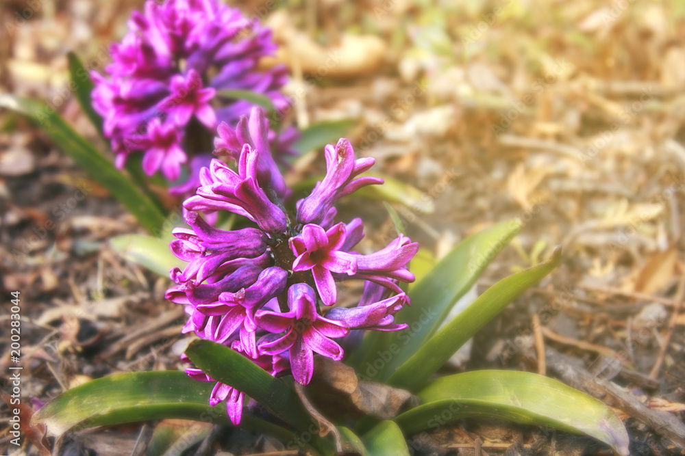 Fresh early spring purple and pink hyacinth flowers growing in the garden Fresh early spring purple and pink hyacinth flowers growing in the garden
