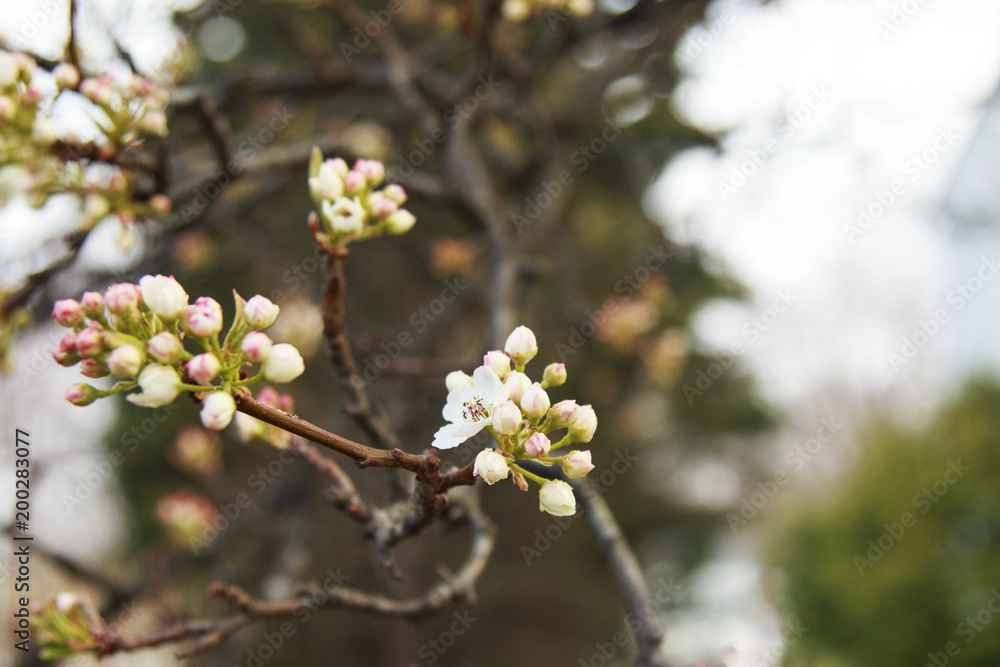 Flowering Pear tree blossoming and buds in the spring on a sunny day. Flowering Pear tree blossoming and buds in the spring on a sunny day.