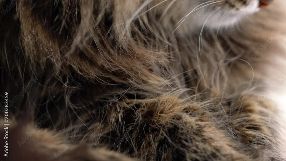 Cute muzzle of a fluffy tabby cat which washes himself Cute muzzle of a fluffy tabby cat which washes himself