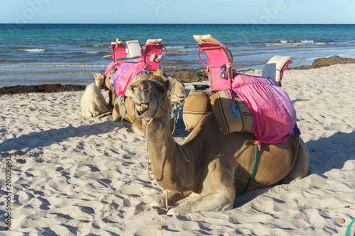 Camel serving tourists lies on the shore