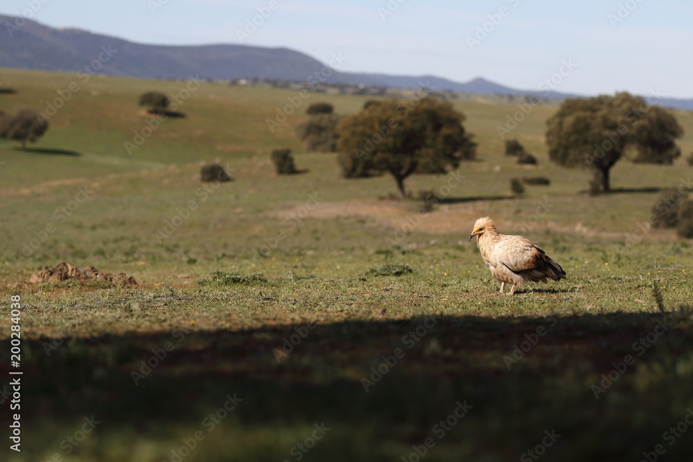 Egyptian vulture in to the steppe