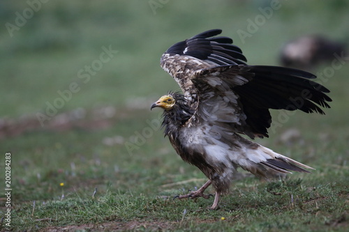 Tableau sur toile Egyptian vulture in to the steppe