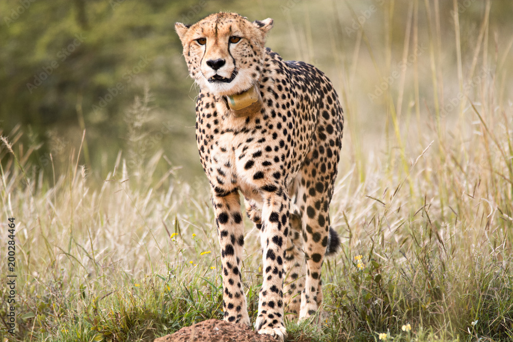 Female Cheetah zoning in and locking onto prey in the distance Female Cheetah zoning in and locking onto prey in the distance