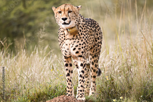 Female Cheetah zoning in and locking onto prey in the distance