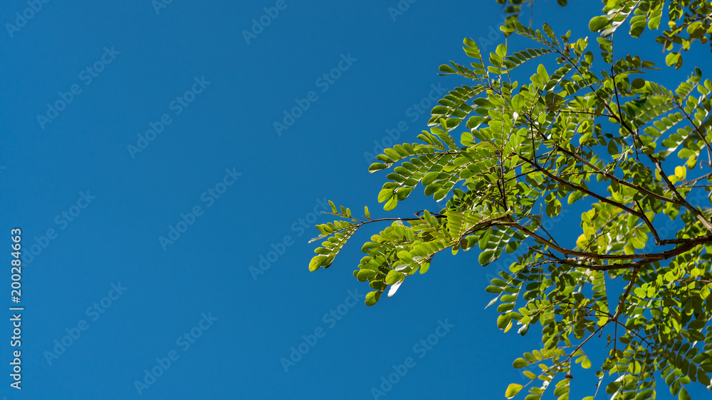 Fototapeta premium Green Tree Blue Sky Background