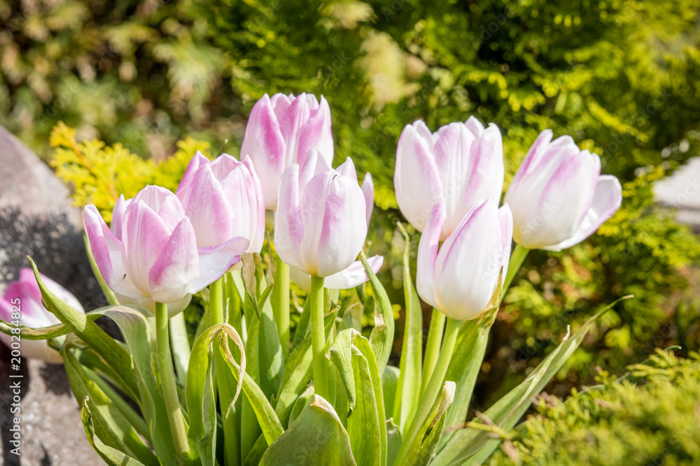 Pink tulips in a green garden in April Pink tulips in a green garden in April
