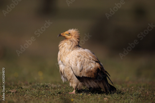 Egyptian vulture in to the steppe