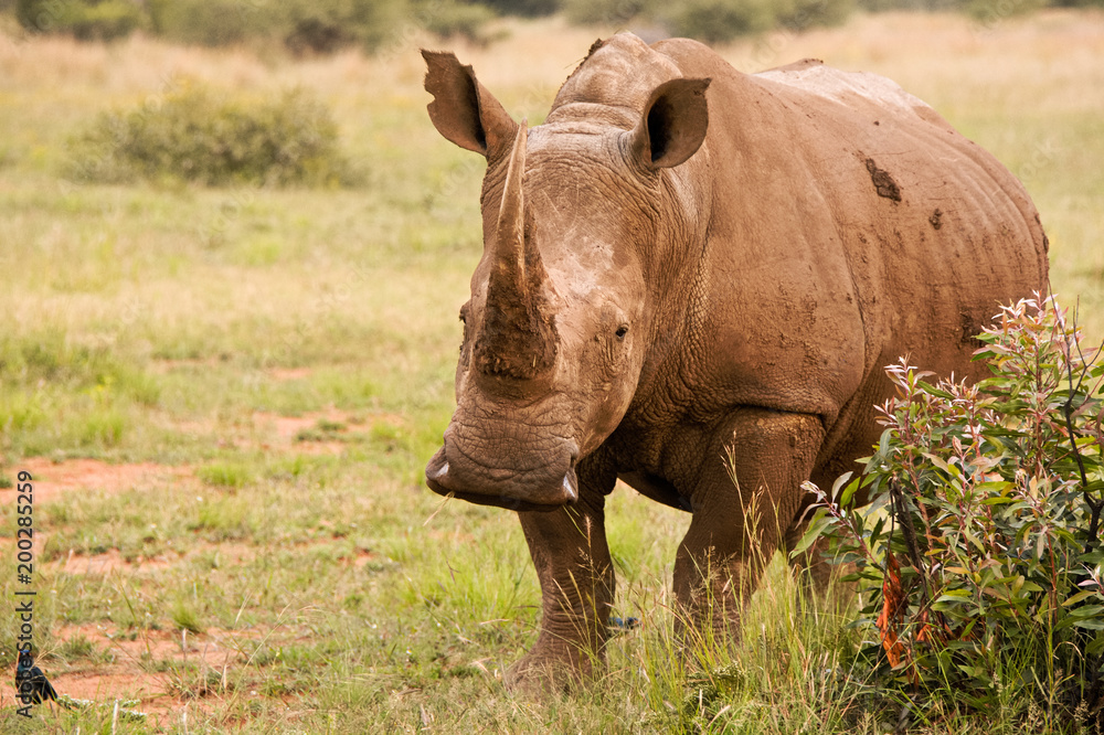 White Rhinoceros mother alert to activity in the area White Rhinoceros mother alert to activity in the area