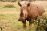White Rhinoceros mother alert to activity in the area