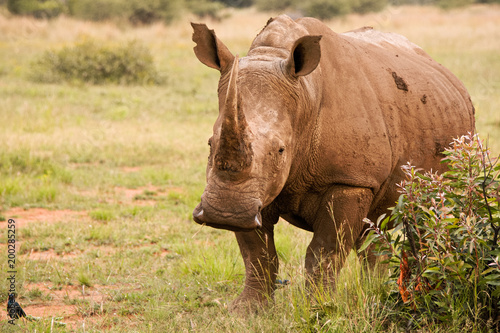 White Rhinoceros mother alert to activity in the area