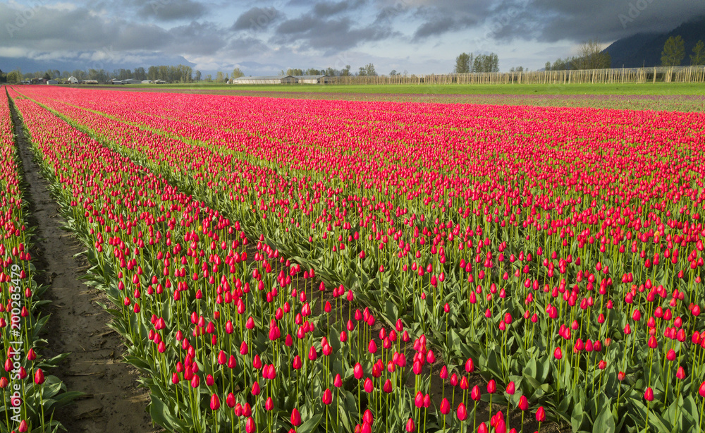 Rows of tulips in an open field