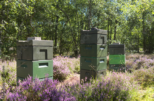 Laesoe / Denmark: Beehives on a glade with flowering heather in Klitplantage nature reserve