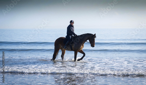 Horse at beach
