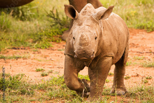 White Rhinoceros calf curiously investigating all movement in his proximity