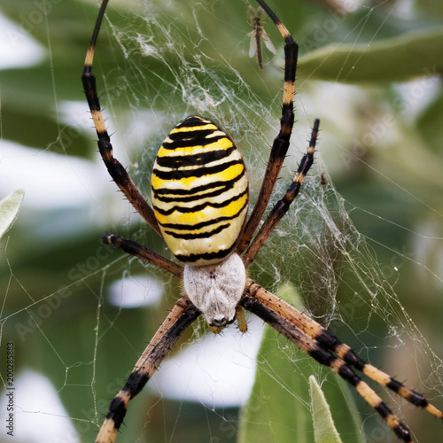 Spider on spiderweb