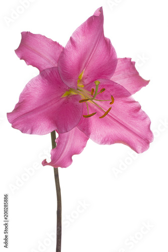 Fototapeta Naklejka Na Ścianę i Meble -  lily flower isolated