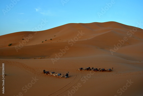 Caravana en cdromedarios  desierto del Sahara  Marruecos