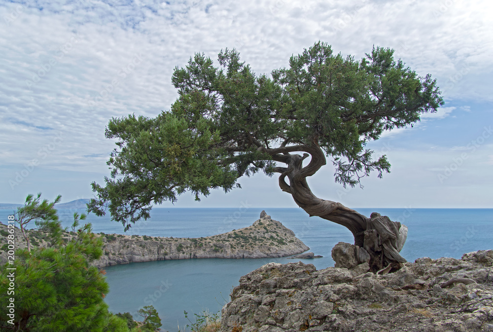 Old curved juniper on the seashore. Old curved juniper on the seashore.