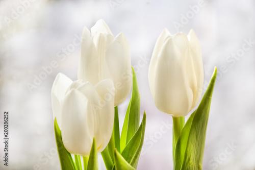 White tulips over blur background. Tender flowers closeup.