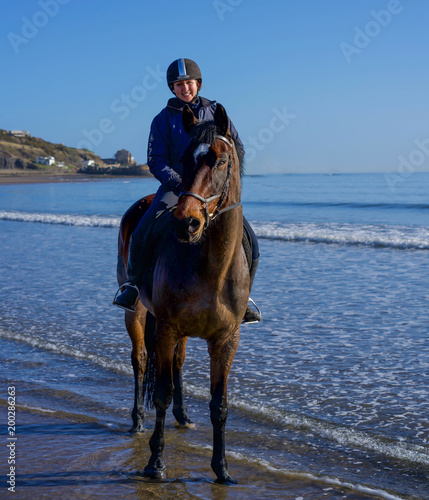 horse at beach