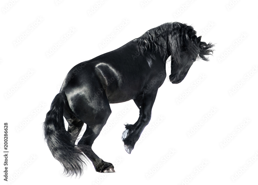 friesian horse rears isolated on white background friesian horse rears isolated on white background