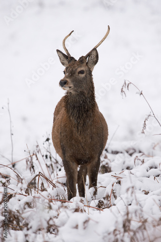 Red Deer Stag (Cervus elaphus)/Young Red Deer Stag in deep snow