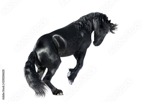friesian horse rears isolated on white background