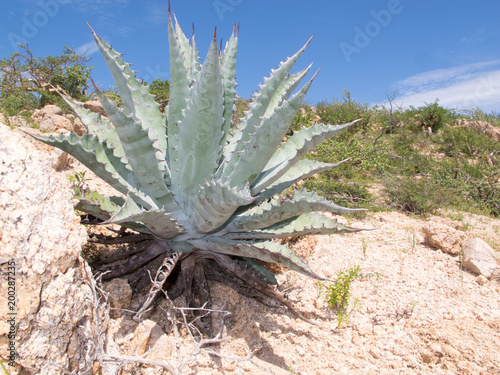 Cactus, baja mexico.