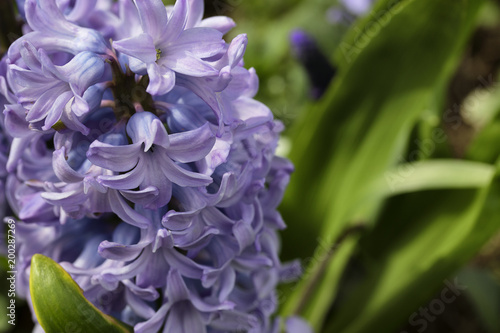 hyacinth blue purple flowers with green leaves