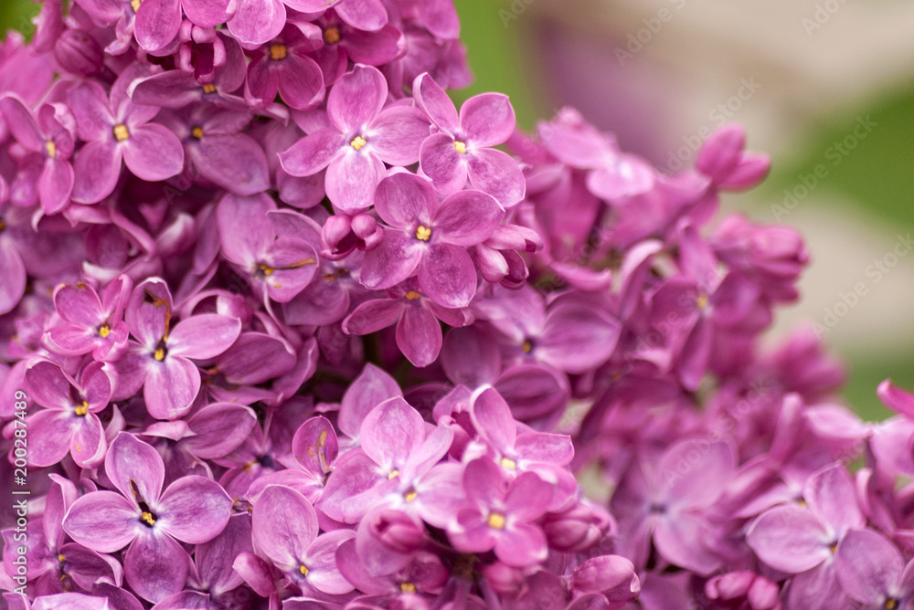 Background with purple lilac. Floral natural background
