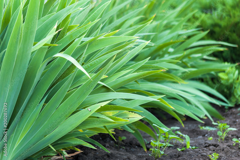 Green leaves of iris flowers. Green grass in early morning. Fresh natural background Green leaves of iris flowers. Green grass in early morning. Fresh natural background