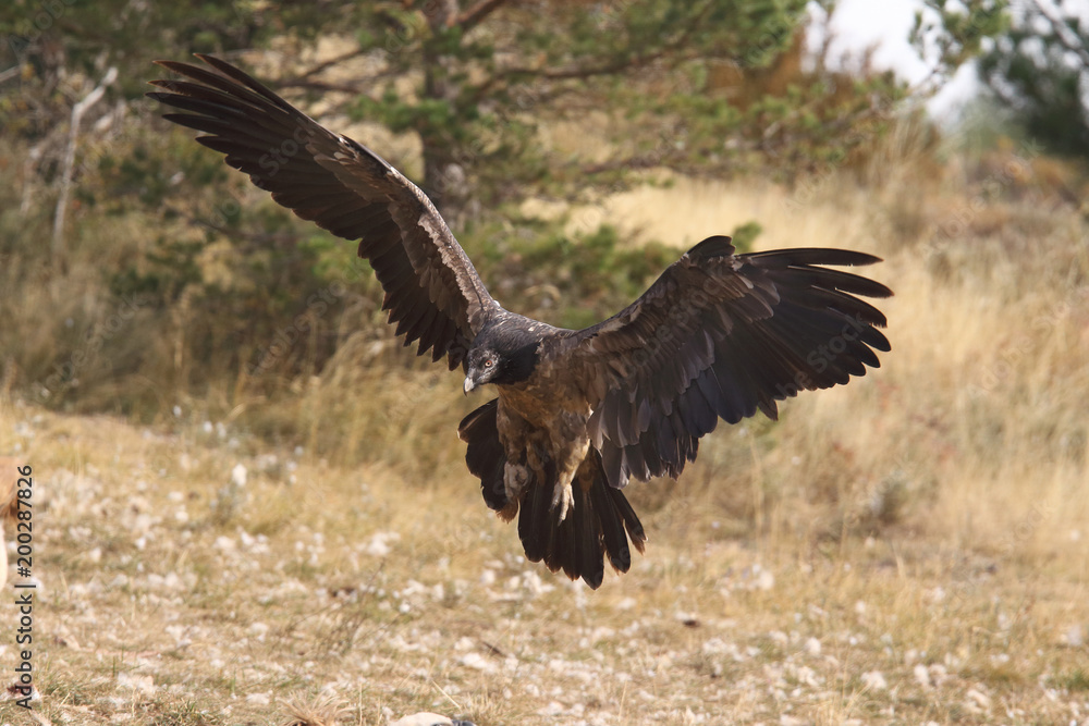 Obraz premium Bearded vulture in pirenees mountains