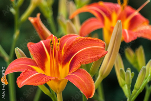 Nature background with big orange lily . Macro. Garden lily