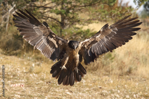 Bearded vulture in pirenees mountains © Paolo
