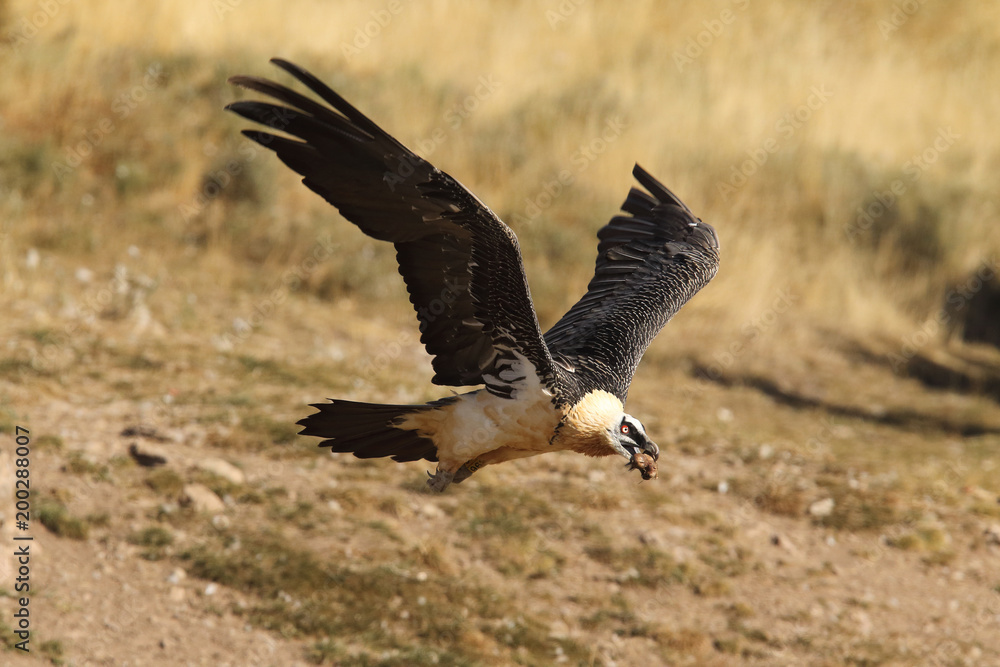 Obraz premium Bearded vulture in pirenees mountains
