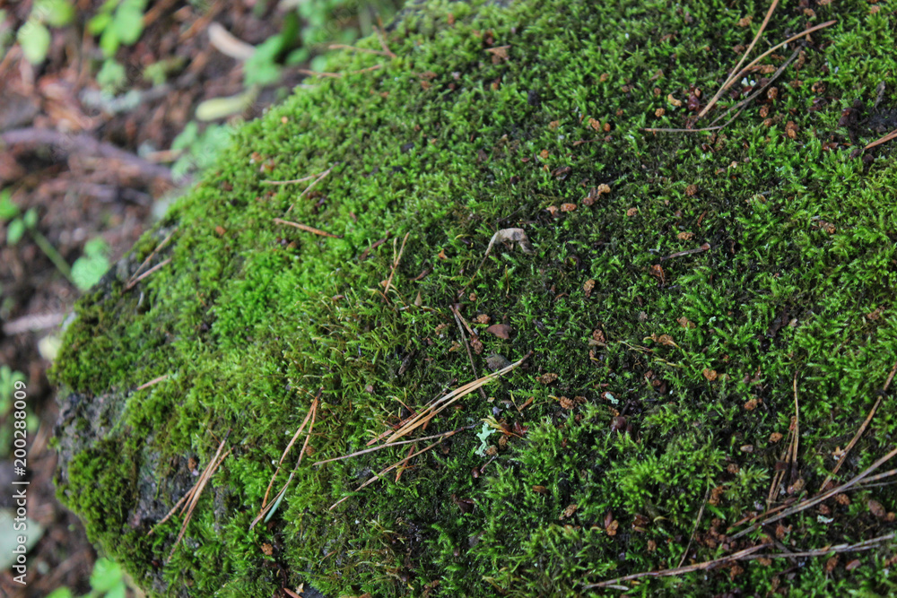 moss close-up against a background of stones moss close-up against a background of stones