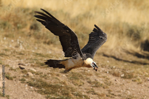 Bearded vulture in pirenees mountains