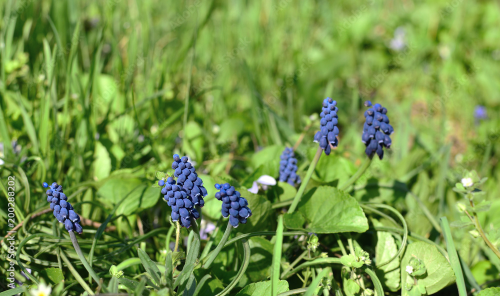 Muscari armeniacum or grape hyacinth in spring garden Muscari armeniacum or grape hyacinth in spring garden