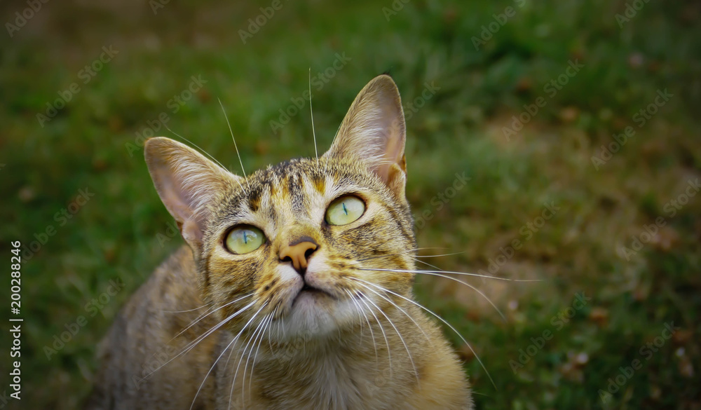 adorable chat européen regardant en l'air