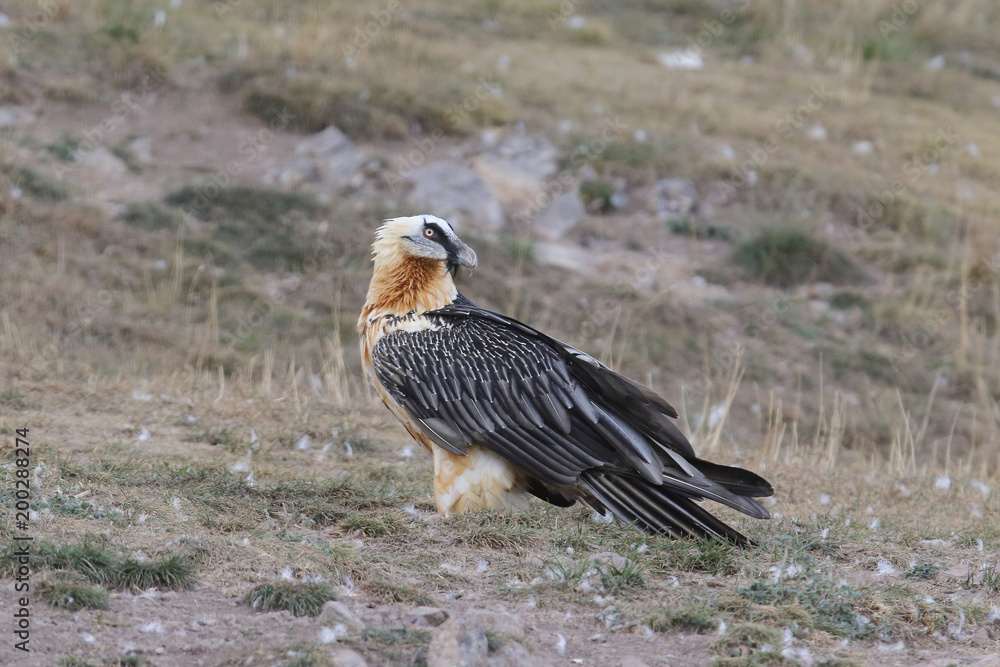Fototapeta premium Bearded vulture in pirenees mountains