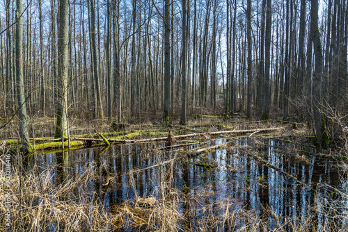 Fototapeta Naklejka Na Ścianę i Meble -  Flooded worest, died logs